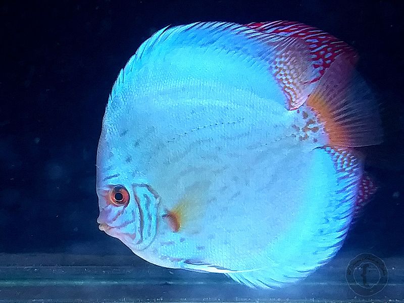 Brilliant solid blue discus. Dark background. What to feed discus article