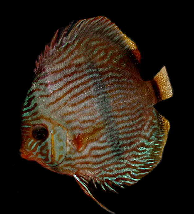 Heckle discus on a black background