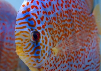 closeup of a blue discus covered in red dots and strips