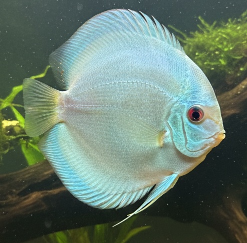 A healthy well fed discus