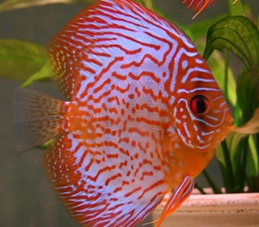 Discus fish beautiful light blue with red stripes and dots in an aquarium
