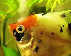Closeup of a koi-colored angelfish in planted aquarium