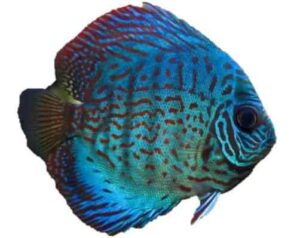 turquoise discus with the background removed. The background is white