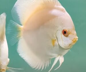 White discus with a turquoise background
