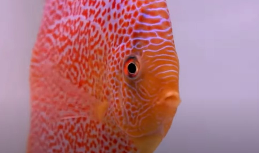 Can Discus and Angelfish Live Together? [Peaceful Roommates or Tank Trouble?]