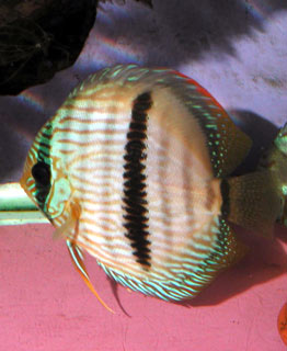 Wild (Heckel) Discus fish image from Wikipedia